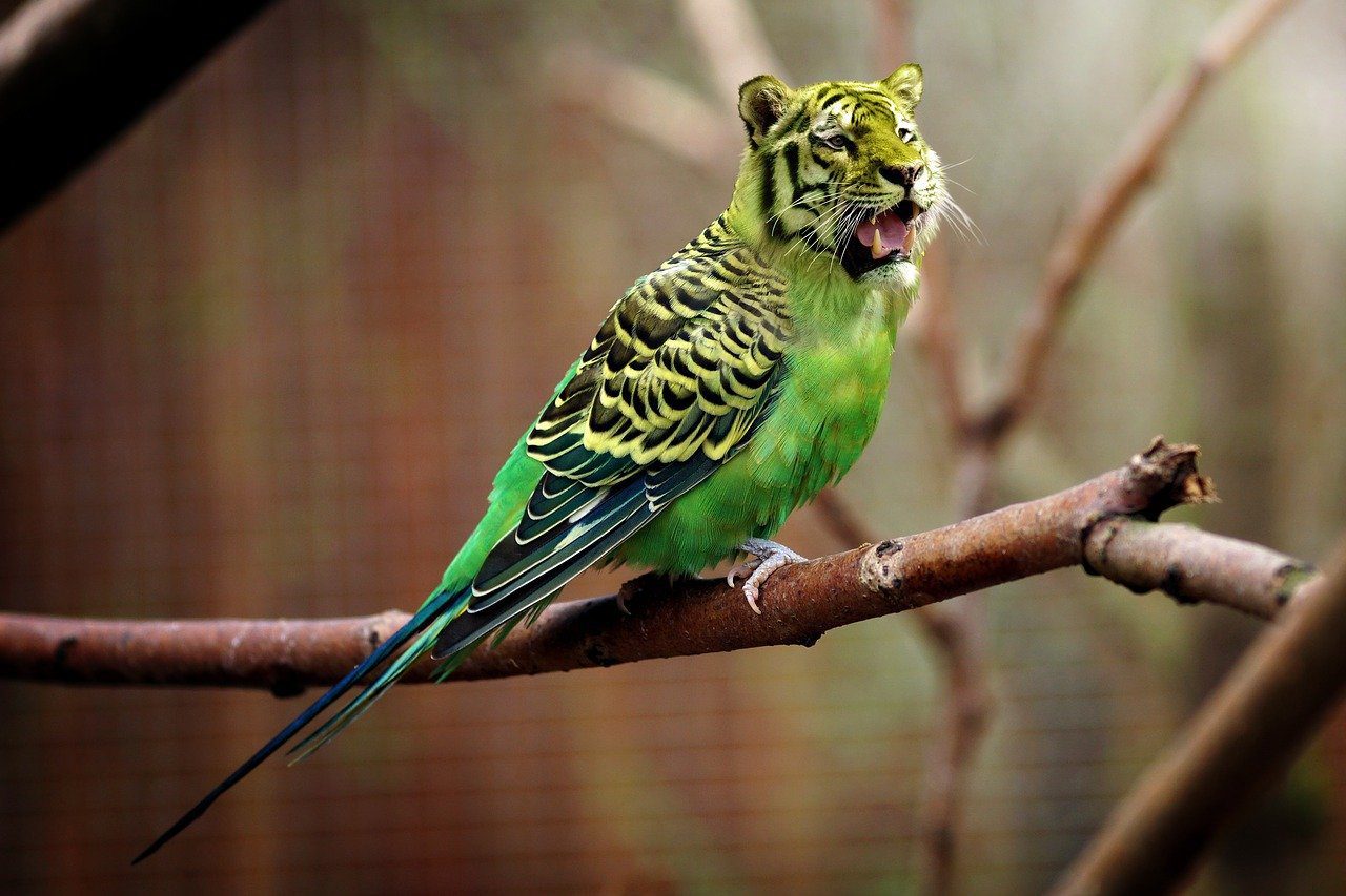 tiger, budgie, tiger parakeet